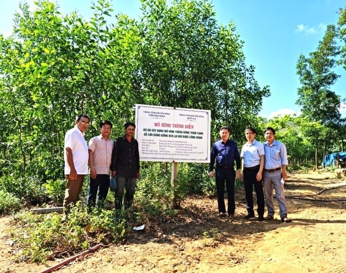 Many households in Binh Dinh participate in planting large timber forests. Photo: V.D.T.