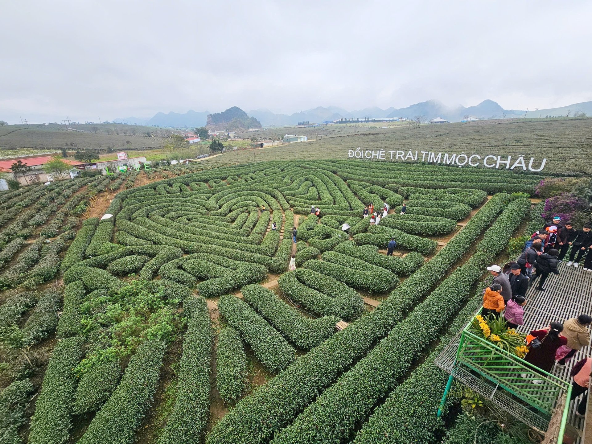 Đến Mộc Châu, du khách bị thu hút và lạc bước giữa những đồi chè bát ngát. Ảnh: Quang Dũng.