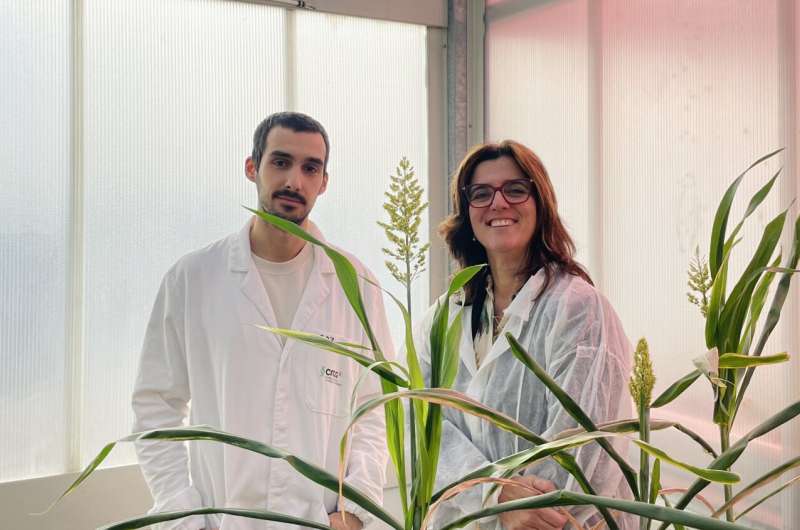 On the left Andrés Rico, first author of the study, and on the right Ana I. Caño-Delgado, who led the study. Credit: CRAG.