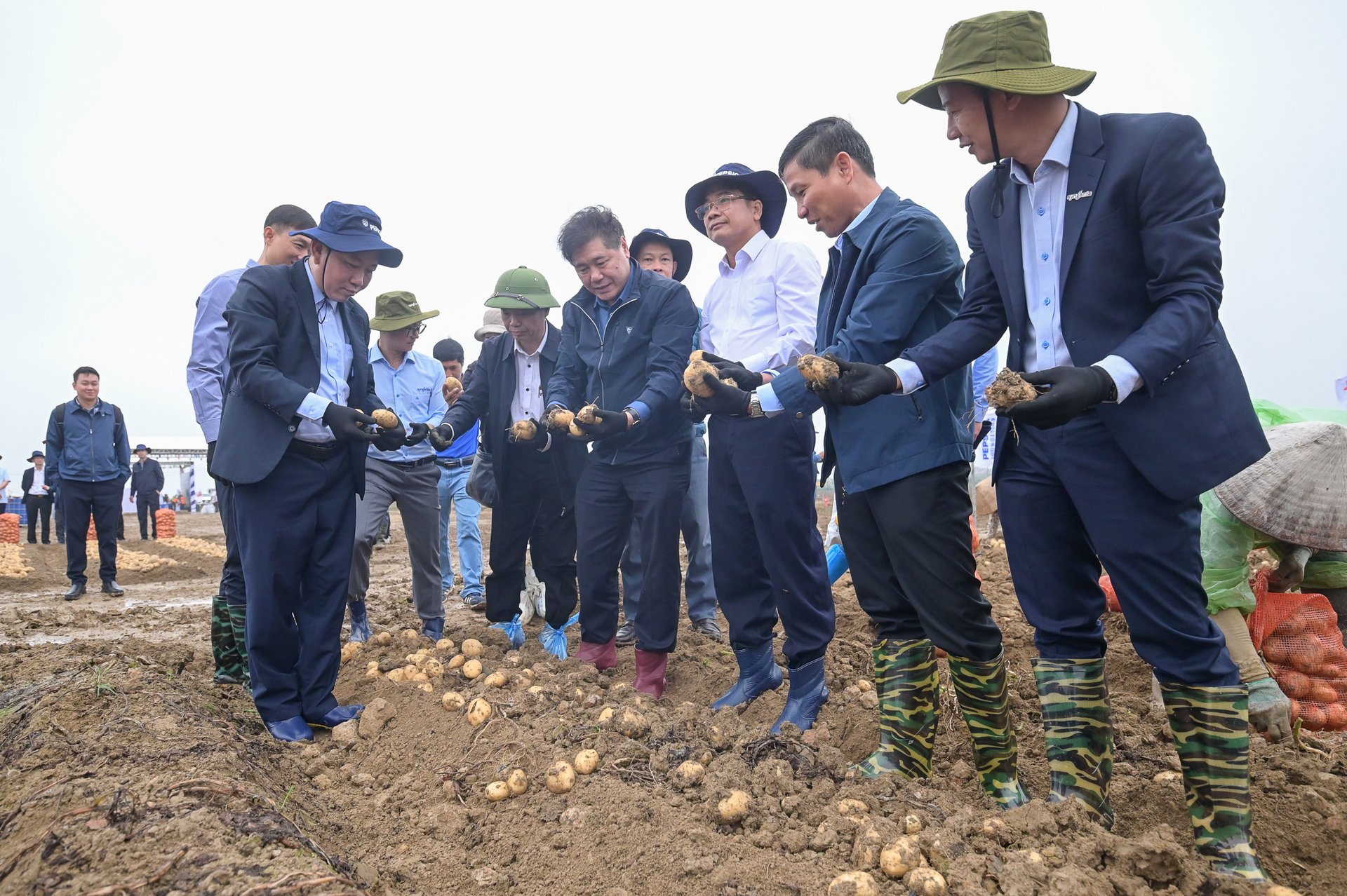 Leaders of the National Agricultural Extension Center, PSAV Secretariat, PepsiCo and Syngenta Vietnam visit a sustainable potato growing model in Que Vo, Bac Ninh. Photo: Tung Dinh.