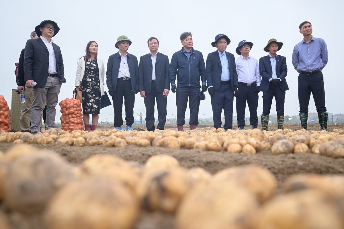 Leaders of the PPP Working Group on Vegetables and PSAV inspect the potato field. Photo: Tung Dinh.