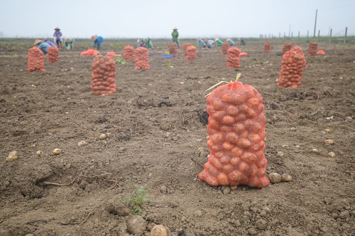 Potatoes produced under the model of the PPP Working Group on Vegetables and Fruits are invested in by PepsiCo in seeds and output, while Syngenta supports technical support for pest and disease control. Photo: Tung Dinh.