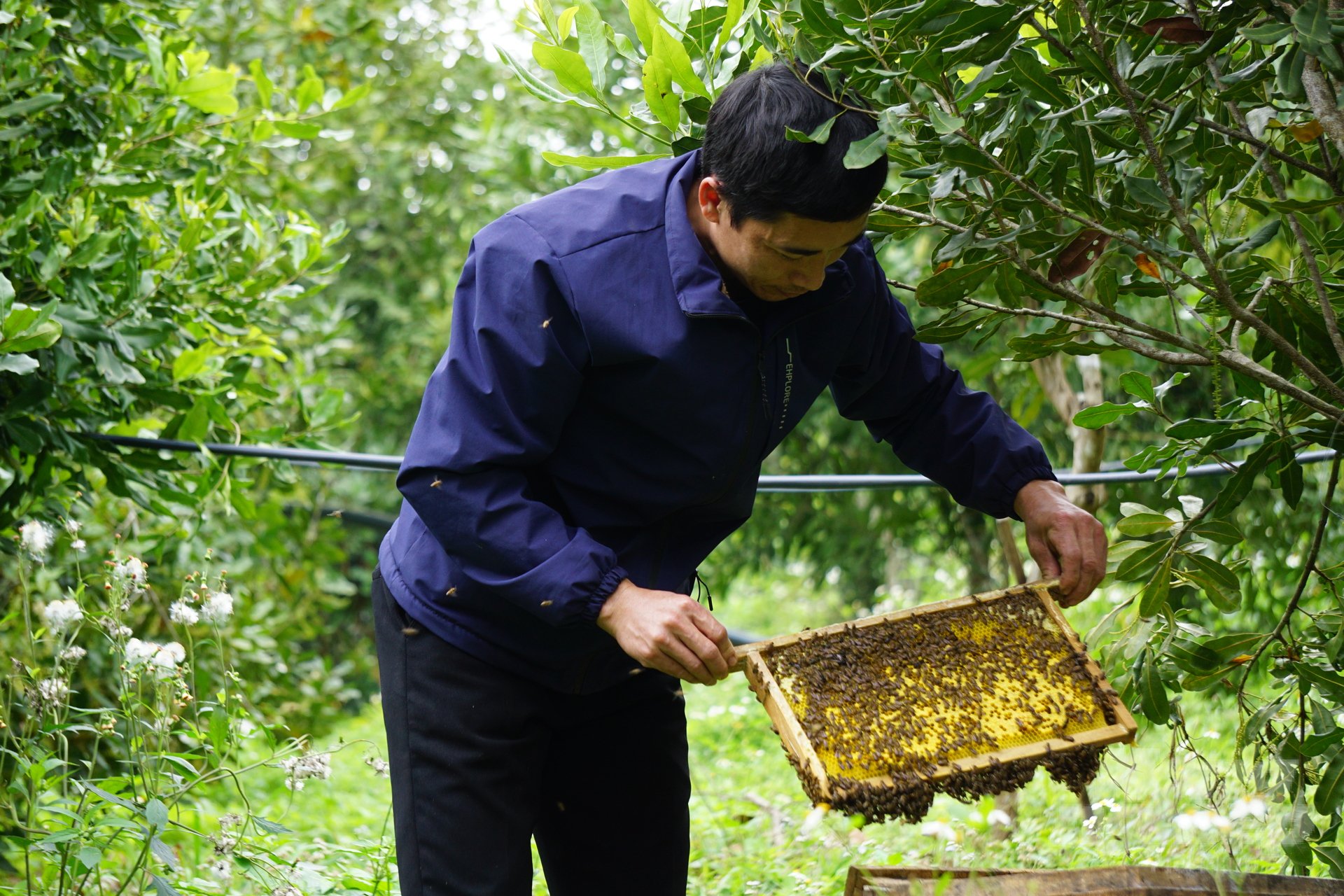 Anh Học nuôi ong dưới tán cây mắc ca để tạo thêm nguồn thu. Ảnh: Quốc Toản.