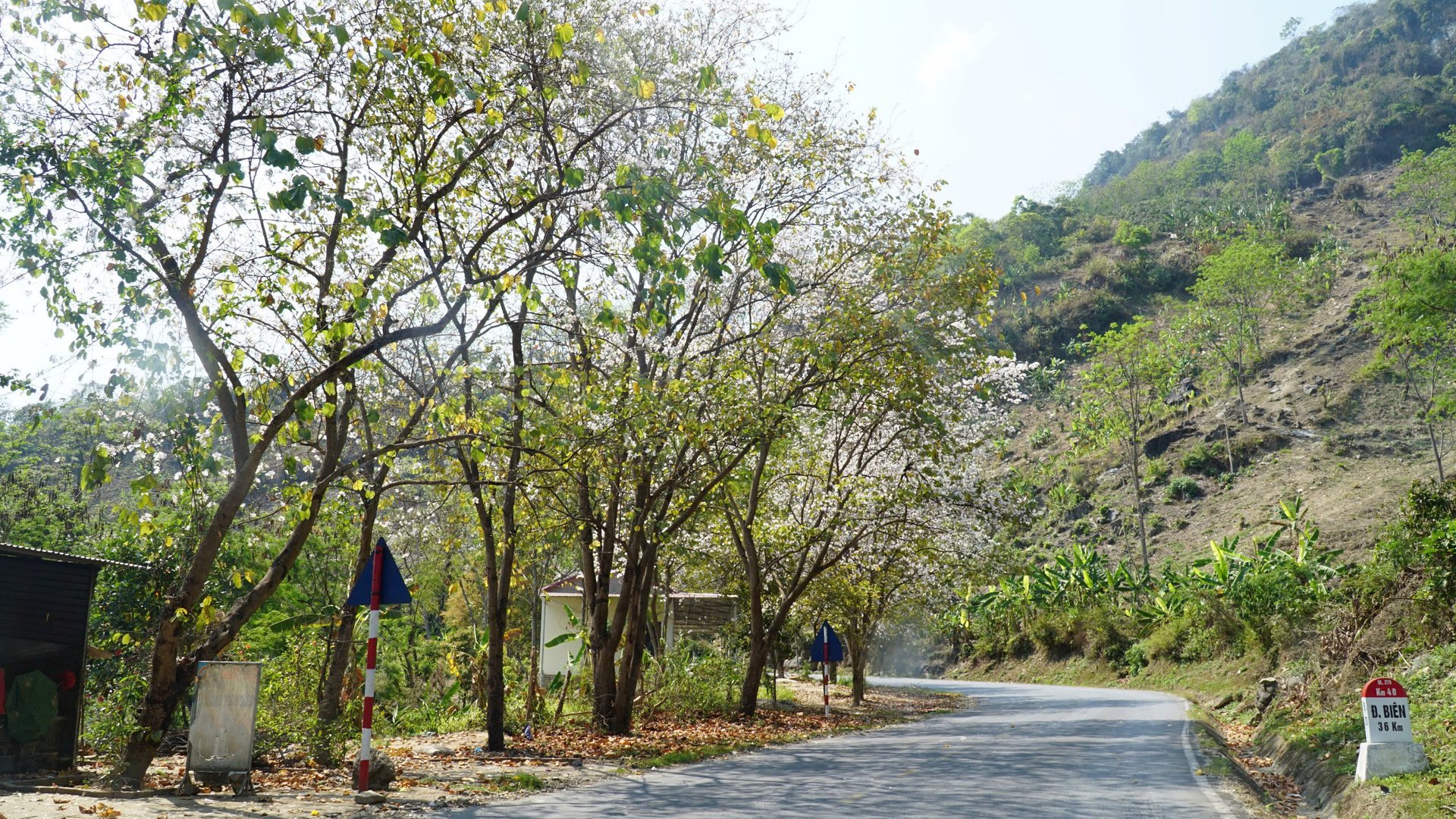 Đường lên Điện Biên trong mùa ban nở, những cánh hoa trắng muốt như những lời thì thầm của núi rừng, nhẹ nhàng rơi xuống lòng người, vẽ nên bức tranh thơ mộng giữa đại ngàn. Ảnh: T.Thành.