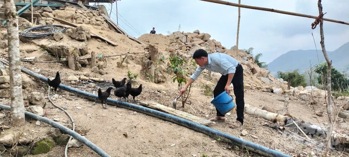 Sau giờ dạy trên lớp, anh Sùng A Chai tranh thủ chăm sóc đàn vật nuôi của gia đình. Ảnh: Thanh Tâm. 