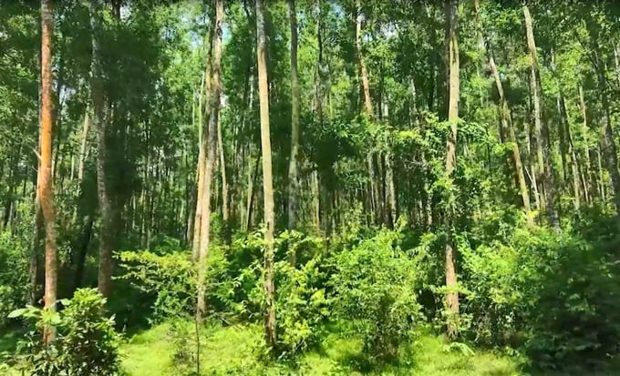 Binh Dinh aims to develop more than 30,000 ha of large timber plantation forest by 2035. Photo: V.D.T.