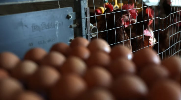 Chickens stand next to stacks of eggs in a henhouse at Sunrise Farms on February 18, 2025 in Petaluma, California. 