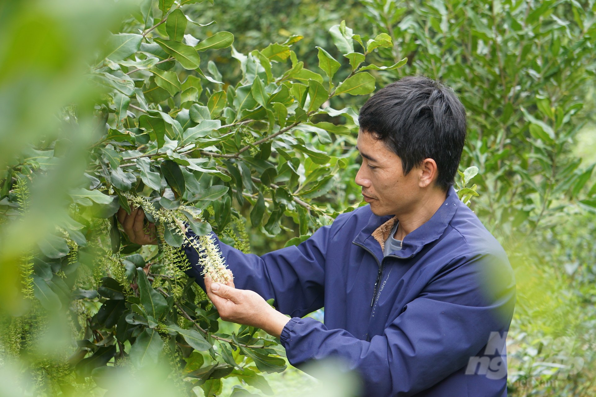 Vườn mắc ca của anh Học hứa hẹn cho sản lượng cao trong năm nay. Ảnh: Quốc Toản.