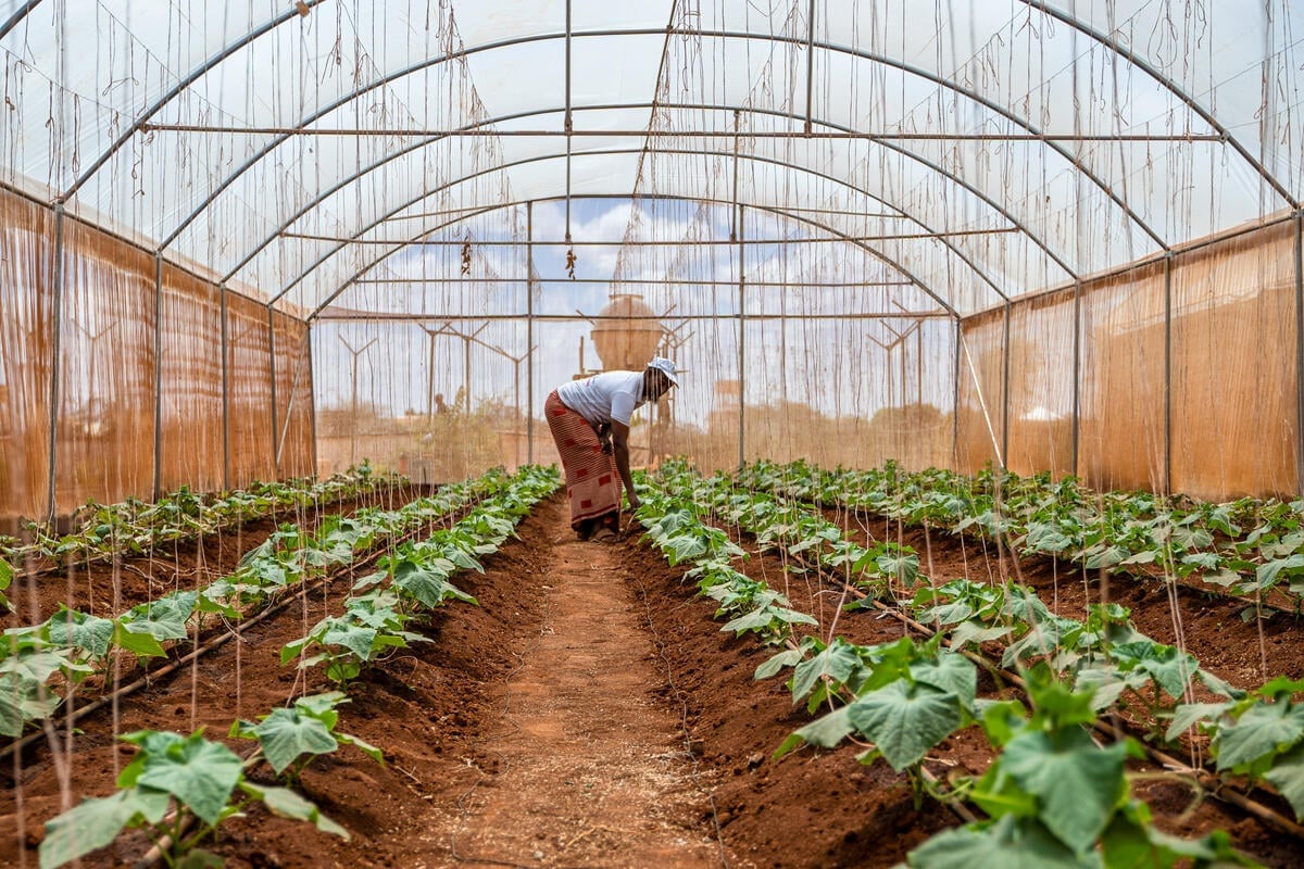 A cooperative farm in Barwaaqo Village, Somalia.