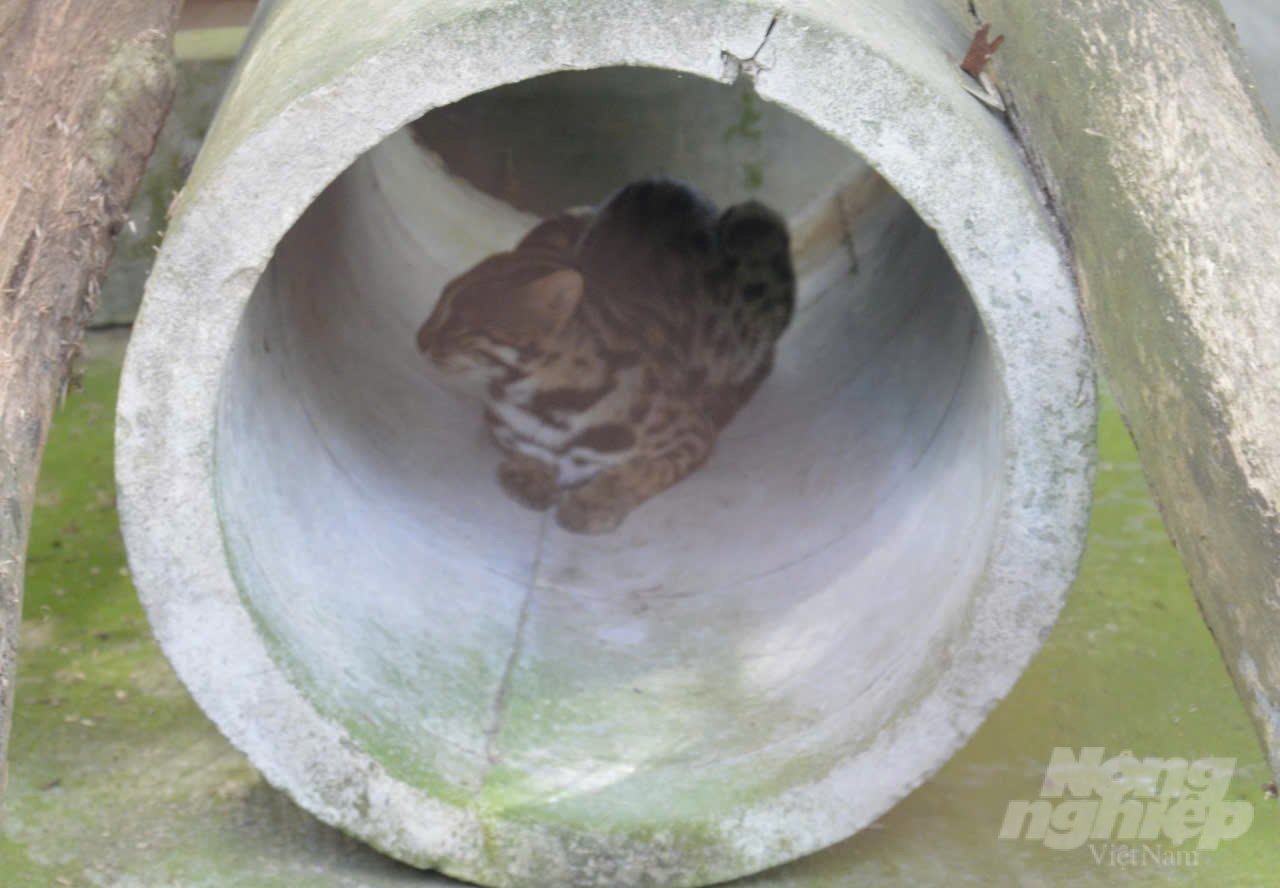 A wildcat illegally captured was rescued and rehabilitated by authorities at U Minh Thuong National Park before being released back into the wild. Photo: Trung Chanh.