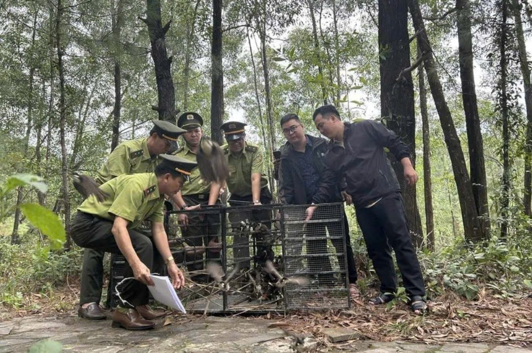 Kiểm lâm TP Huế thả các cá thể chim chào mào bị nuôi nhốt, mua bán trái phép về tự nhiên. Ảnh: Kiểm lâm Huế