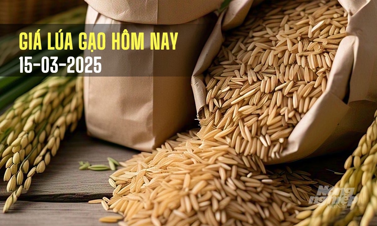 Cập nhật giá lúa gạo mới nhất hôm nay 15/3/2025