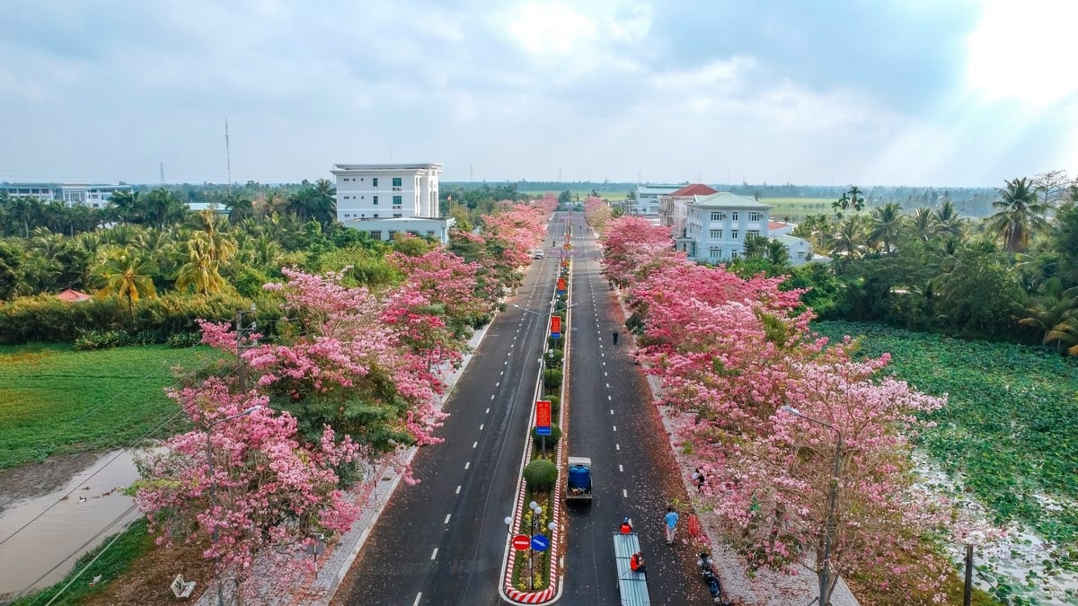 Những ngày này, đường hoa kèn hồng dài khoảng 1km, nổi tiếng ở miền Tây nằm trên đường Hùng Vương, thị trấn Châu Thành, huyện Châu Thành (tỉnh Sóc Trăng), đang bung nở rực rỡ. Do năm nay, thời tiết nắng nóng, hoa kèn hồng nở sớm hơn mọi năm và hiện đang trong giai đoạn nở rộ. Ảnh: Kim Anh.