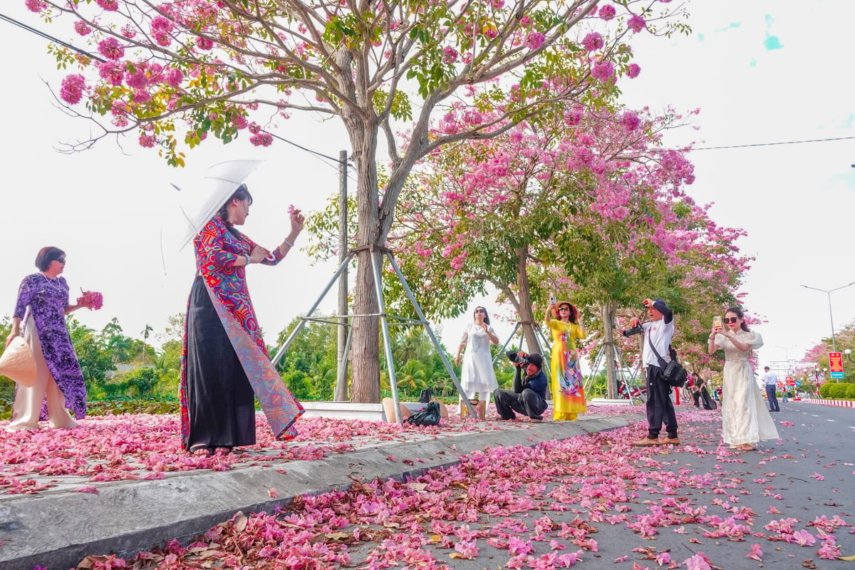 Mỗi ngày, đường hoa kèn hồng thu hút hàng trăm du khách ở các địa phương lân cận tìm đến chụp ảnh, góp phần quảng bá hình ảnh hoa kèn hồng, một điểm nhấn cảnh quan đặc trưng của huyện Châu Thành. Ảnh: Kim Anh.