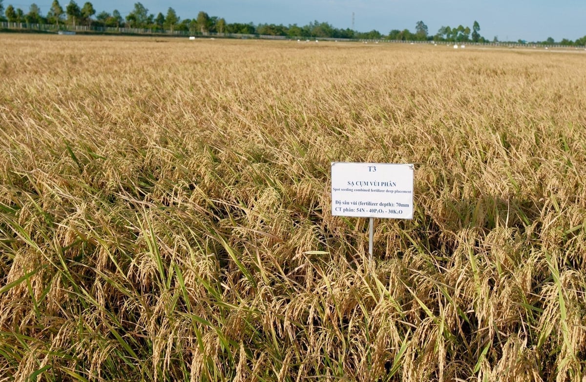 At the Cuu Long Delta Rice Research Institute, IRRI collaborates with local scientists to research and develop low-emission rice farming methods. Photo: Quynh Chi.