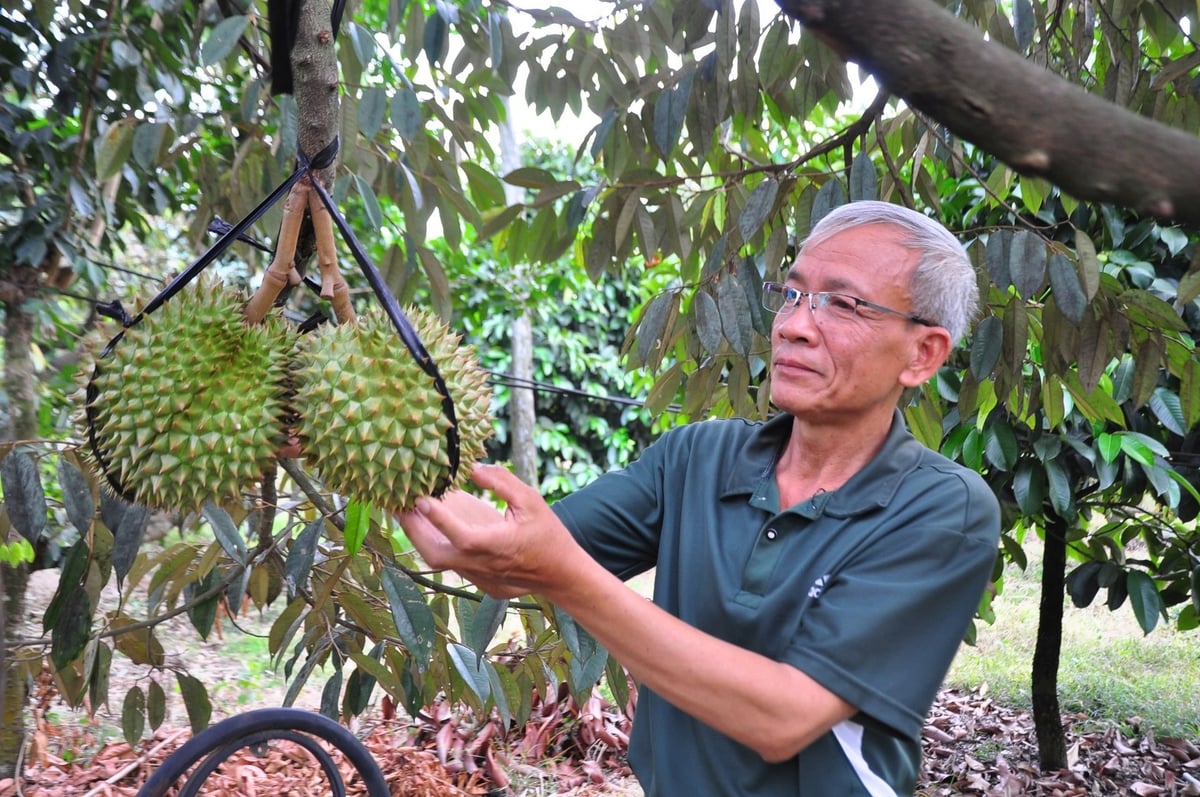 Sầu riêng hiện vươn lên vị thế 'vua trái cây' của Việt Nam, gia nhập nhóm nông sản 'tỷ đô' khi đem lại giá trị xuất khẩu khoảng 3,3 tỷ USD năm 2024. Ảnh: PC.