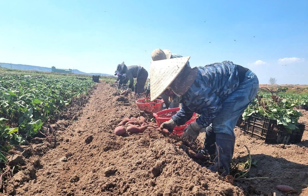 Vụ thu hoạch khoai lang năm nay cho năng suất cao, giá bán tốt. Ảnh: Tuấn Anh.