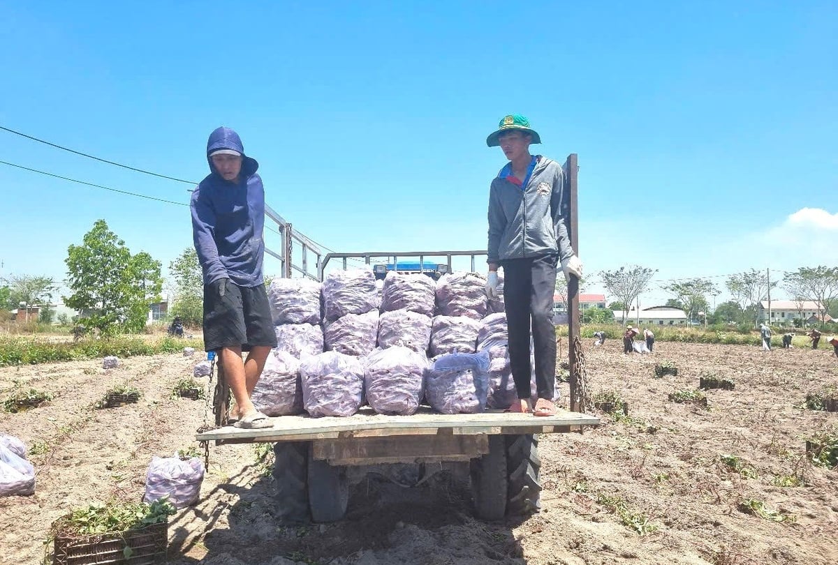 Nông dân trồng khoai lang có một vụ thu hoạch thắng lợi. Ảnh: Tuấn Anh.