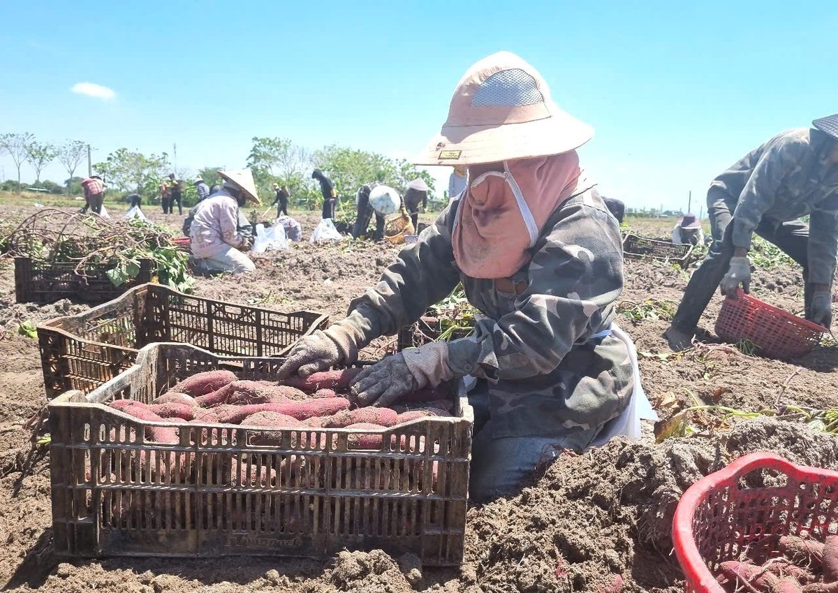 Khoai lang năm nay có chất lượng tốt, ít bị sâu bệnh. Ảnh: Tuấn Anh.