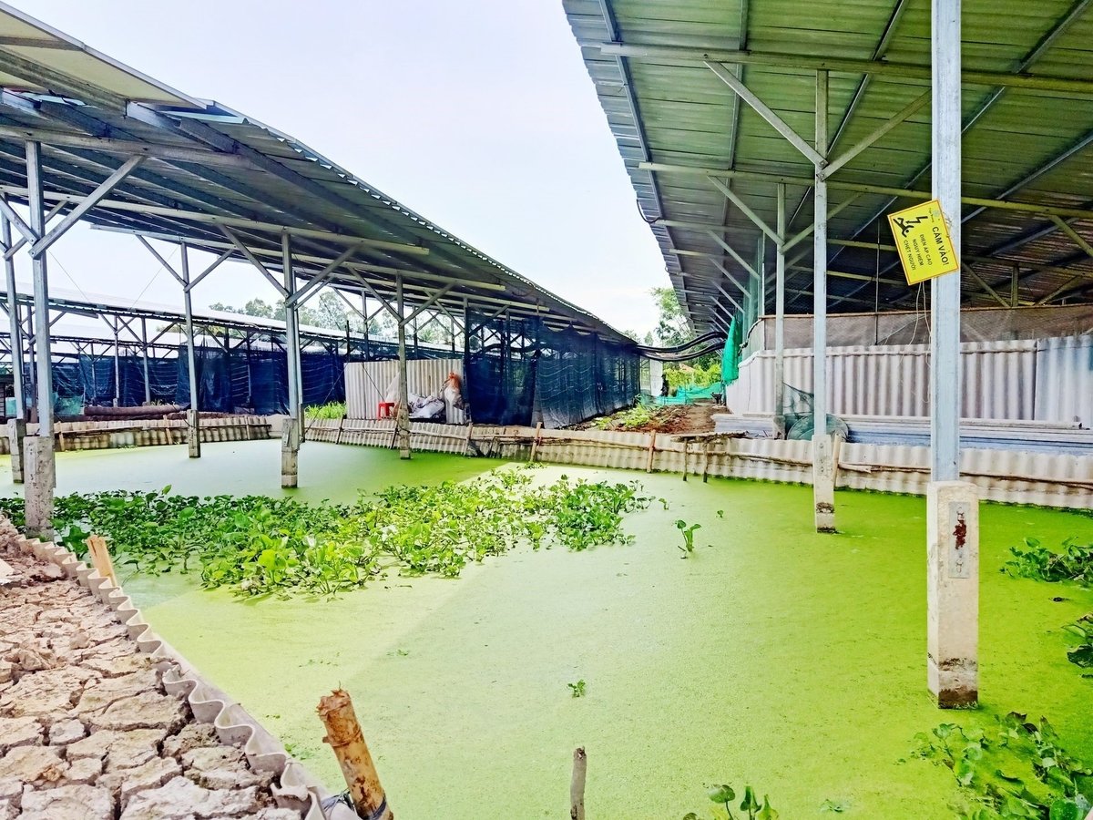 The agrivoltaics model is proving economic efficiency for farms. Photo: Kim Anh.