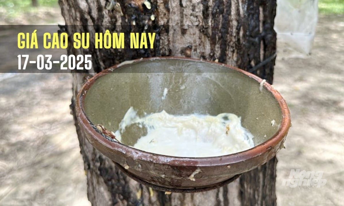 Cập nhật giá cả thị trường cao su hôm nay 17/3/2025