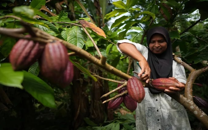 A farmer picks cocoa pods at a plantation in Tanjung Rejo, Indonesia, Tuesday, Feb. 18, 2025. Photo: Dita Alangkara.