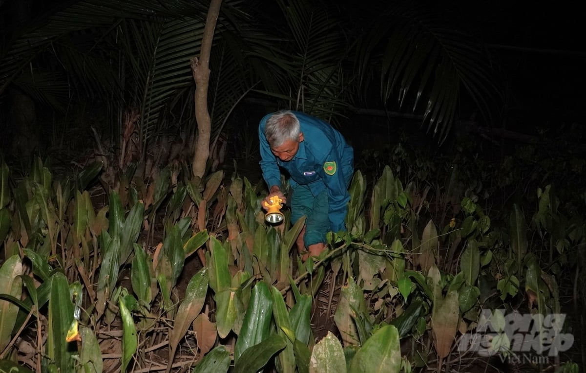 Nghề nuôi ba khía có thể khai thác quanh năm do ba khía sinh sản liên tục, nhờ đó người dân có thu nhập ổn định hơn. Ảnh: Kim Anh.