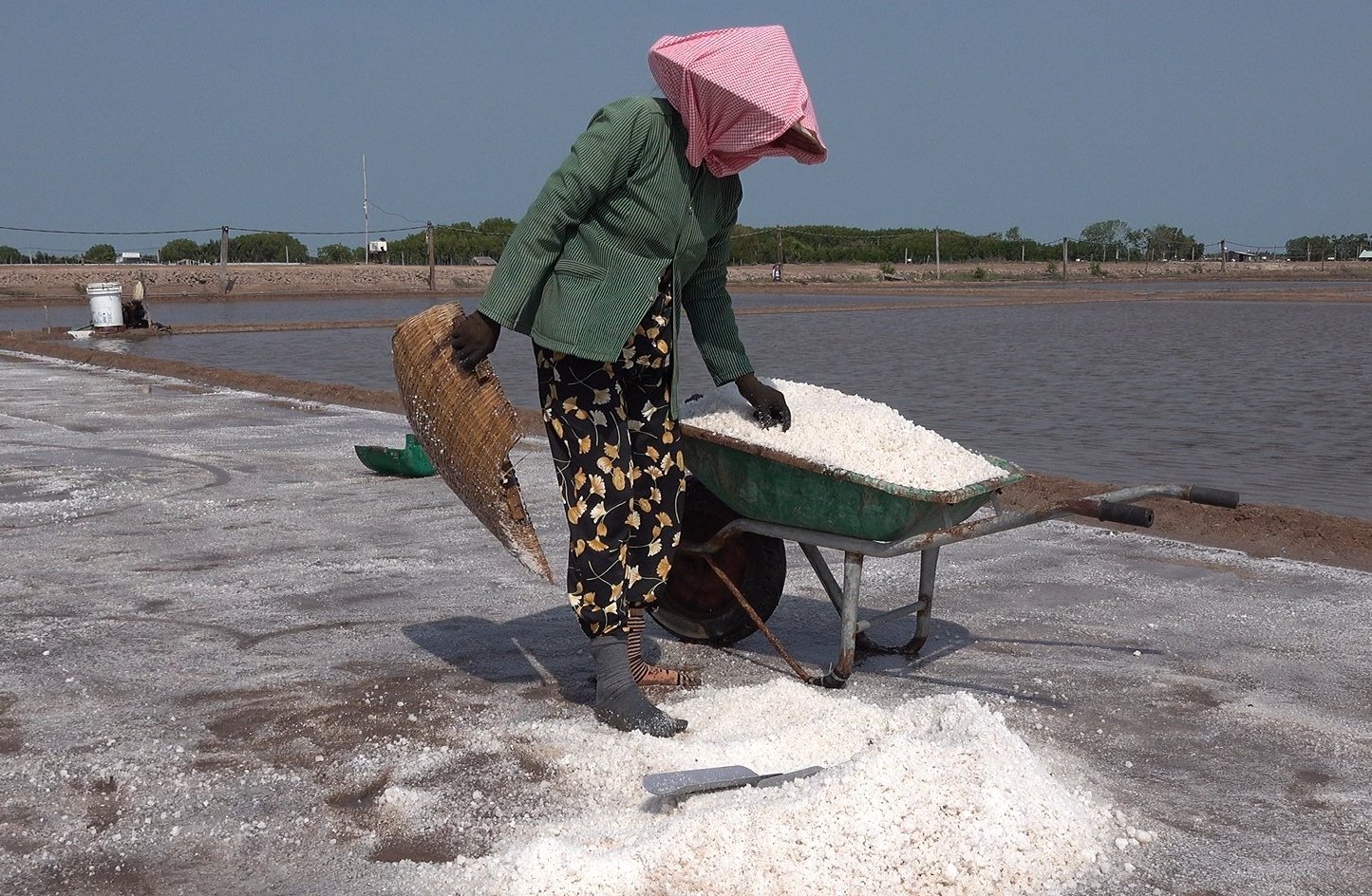 Năm nay mưa trái mùa làm sản lượng muối ở Bến Tre giảm đáng kể. Ảnh: Minh Đảm.