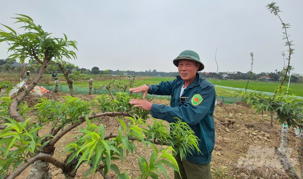 Ông Lê Văn Ban say sưa nói về kĩ thuật trồng, chăm sóc cây đào. Ảnh: Thanh Tâm.