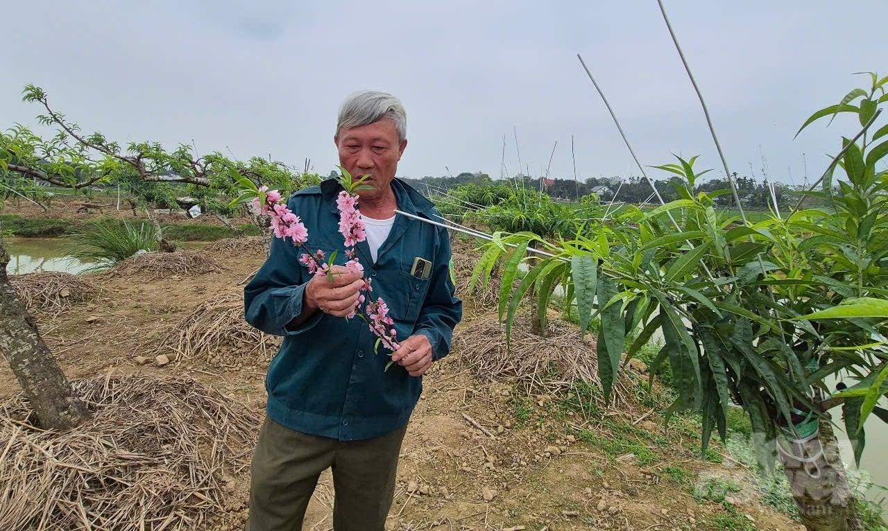 Đào Thọ Tân có màu đẹp, hoa cánh dày và lâu tàn. Ảnh: Thanh Tâm.