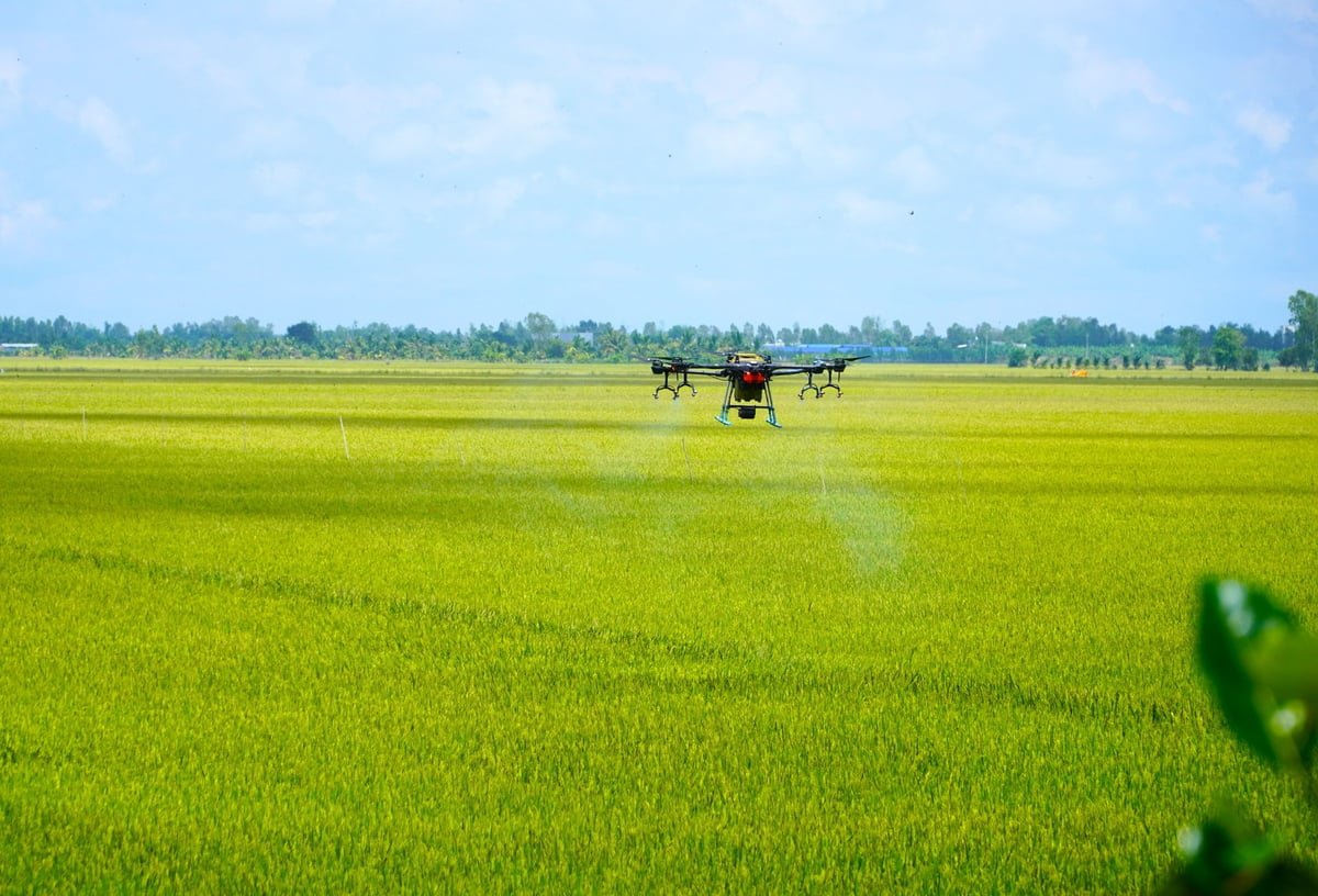 Những kết quả từ Dự án TRVC đóng góp vào nỗ lực chuyển đổi hệ thống sản xuất lúa gạo phát thải thấp và thực hiện mục tiêu của Đề án một triệu hecta lúa chất lượng cao. Ảnh: Kim Anh.