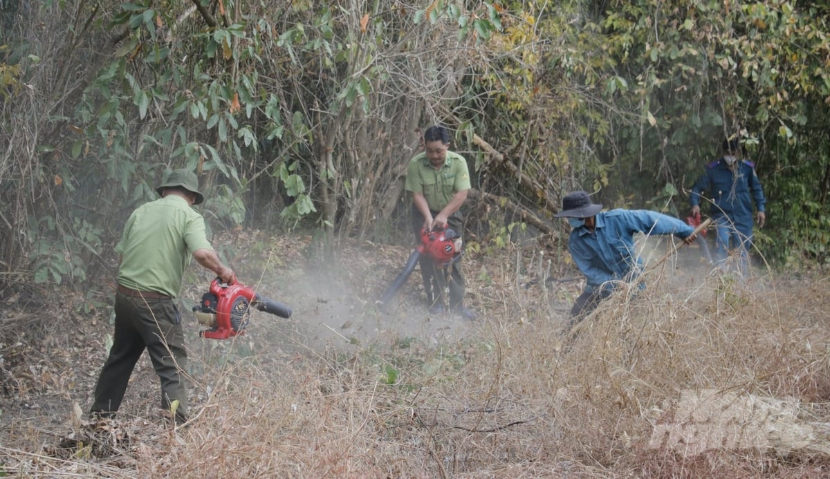 Lực lượng kiểm lâm và các chủ rừng đang chủ động dọn thực bì, làm đường băng cản lửa để phòng đám cháy lan rộng. Ảnh: Lê Bình.