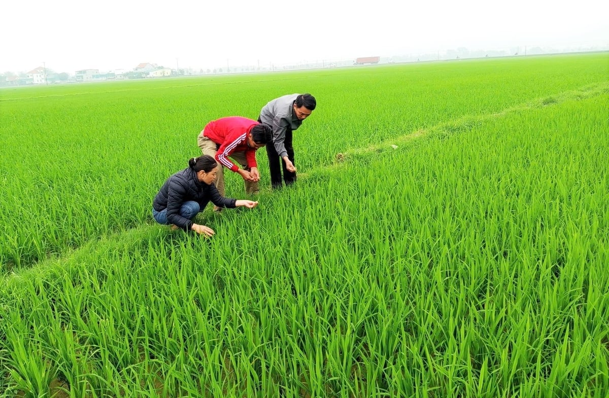 Cơ quan chuyên môn Hà Tĩnh tăng cường kiểm tra đồng ruộng để cảnh báo người dân phòng bệnh đạo ôn kịp thời. Ảnh: Thanh Nga.