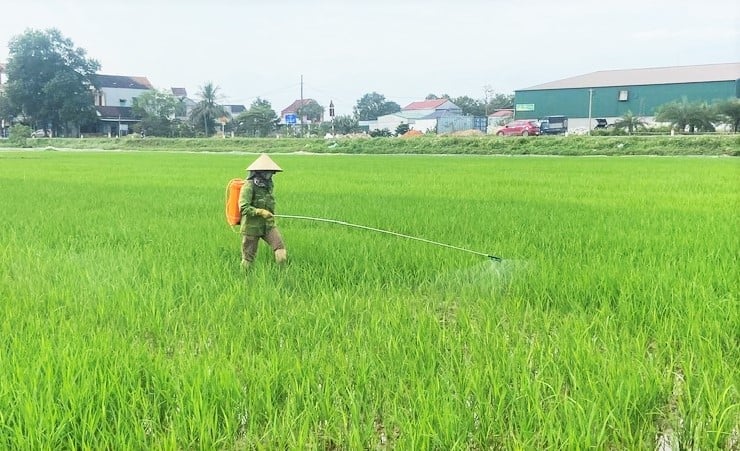 Bà con cần chủ động thăm đồng, phát hiện, phun phòng bệnh đạo ôn sớm. Ảnh: Thanh Nga.