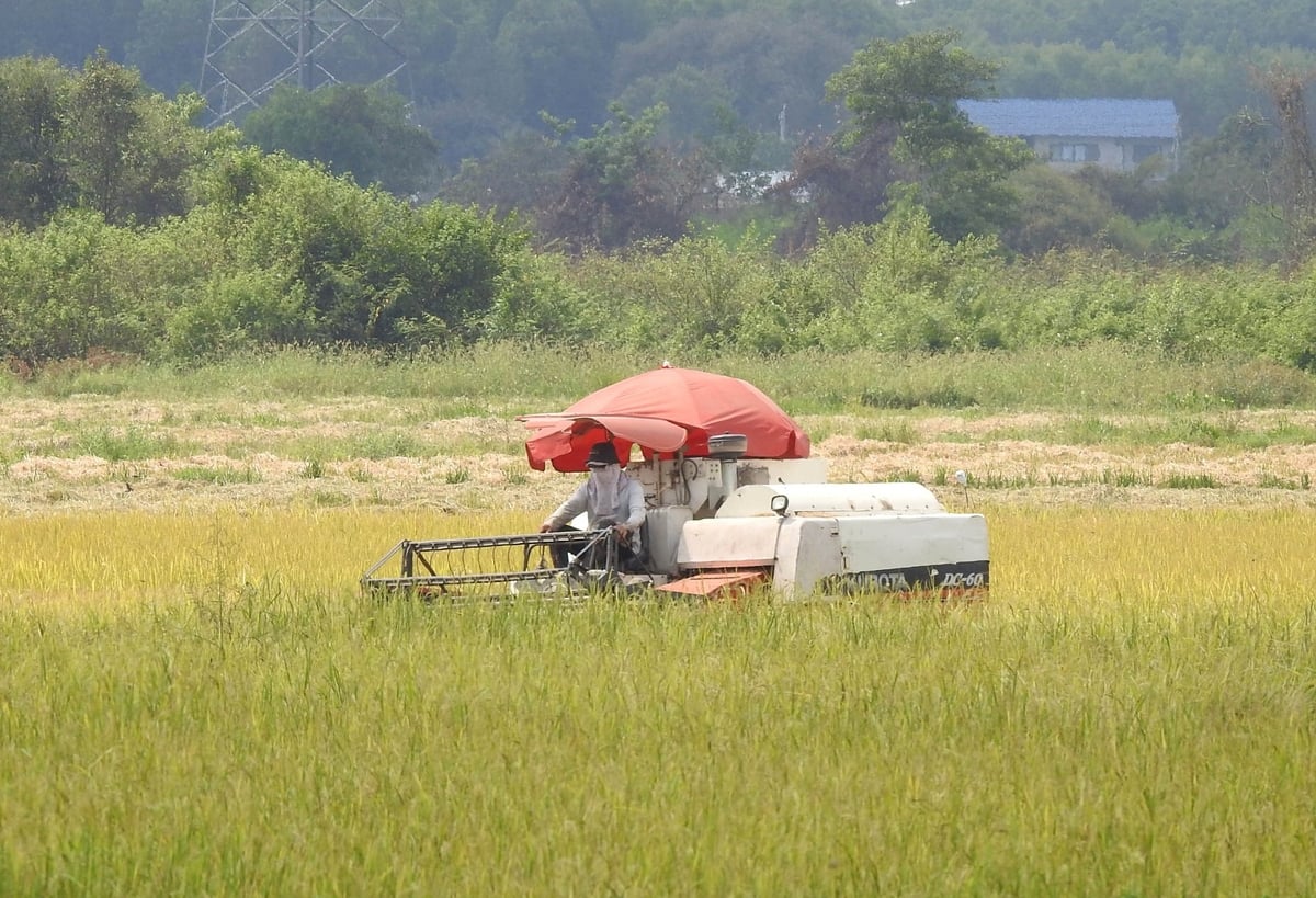 Nông dân Long An thu hoạch lúa. Ảnh: Sơn Trang.