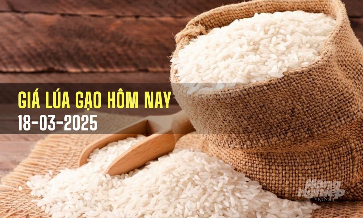 Cập nhật giá lúa gạo mới nhất hôm nay 18/3/2025