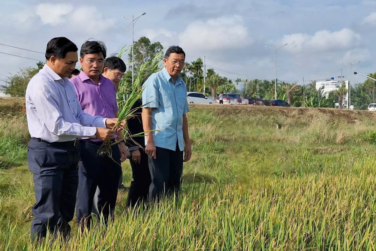 Chủ tịch UBND tỉnh Sóc Trăng - ông Trần Văn Lâu (bìa trái) kiểm tra tình hình sản xuất lúa đông xuân muộn ở huyện Long Phú. Ảnh: Kim Anh.