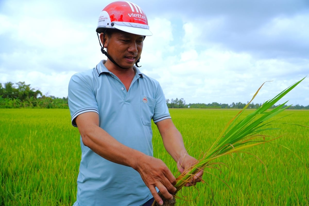 Sở Nông nghiệp và Môi trường tỉnh Sóc Trăng chủ động bố trí cán bộ huyện và nhân viên tại các xã nắm diễn biến xâm nhập mặn, hướng dẫn nông dân các giải pháp kỹ thuật để hạn chế ảnh hưởng đến cây lúa. Ảnh: Kim Anh.