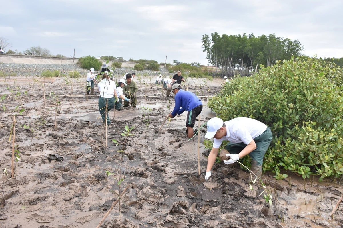 Members of the delegation from Panasonic Vietnam Co., Ltd. and partners planted trees in the coastal alluvial area. Photo: Trong Linh.