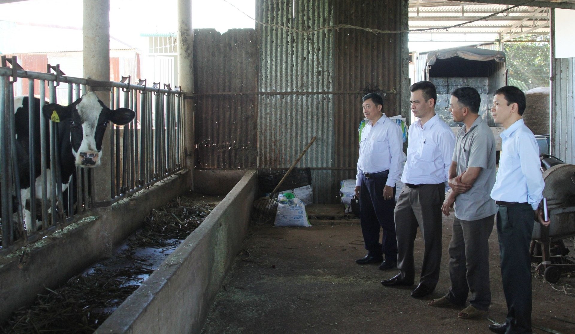 Leaders of Lam Dong Sub-Department of Livestock Production, Animal Health and Fisheries visited and inspected a local dairy farm. Photo: PC.