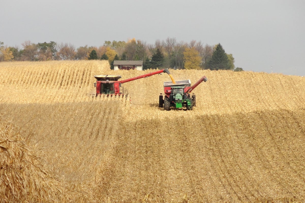 Corn harvest in fields in the United States. Photo: USGC.