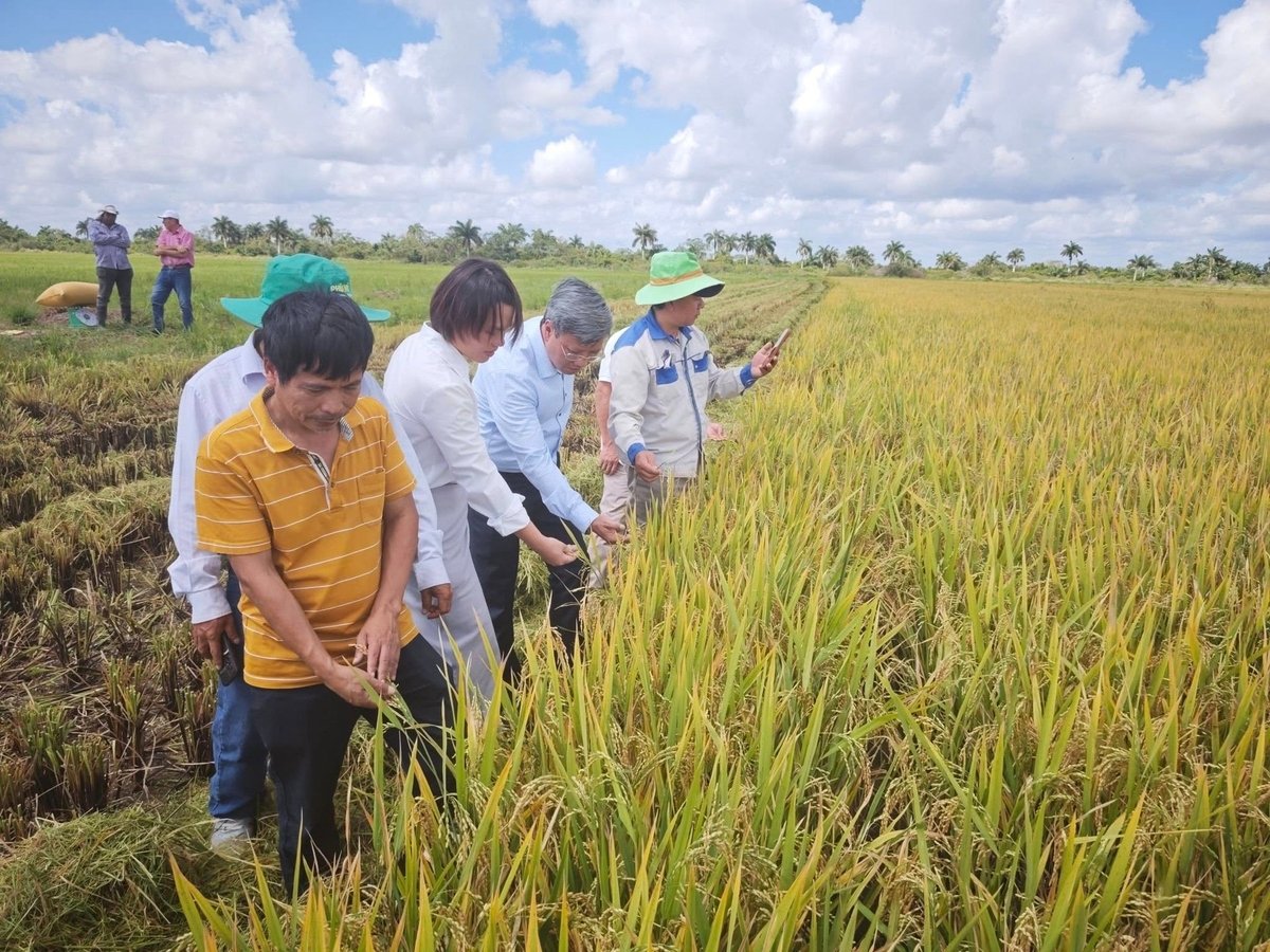 Thu hoạch lúa tại Cu Ba. Ảnh: Đại sứ quán Việt Nam tại Cu Ba.