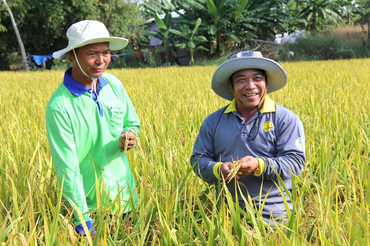 The TRVC Project enforces strict obligations, requiring businesses to maintain a minimum profit margin of 30% for farmers in addition to upholding social and environmental responsibilities. Photo: Kim Anh. 