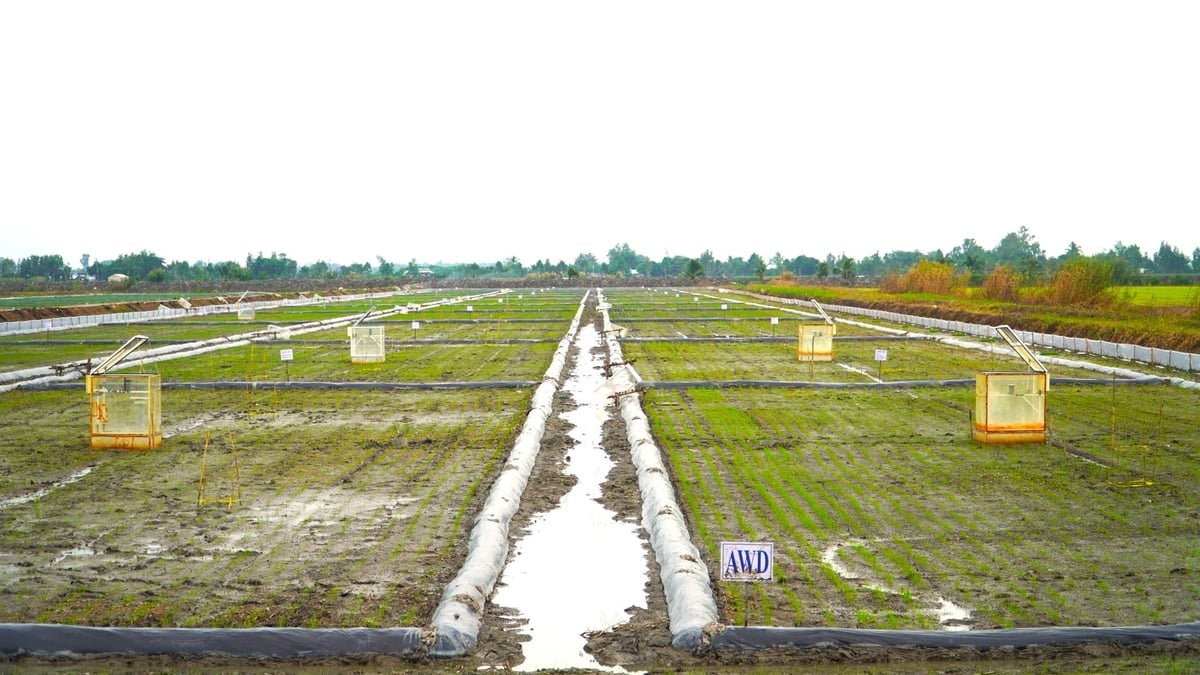 Farmers in the Mekong Delta will have the opportunity to adopt low-emission production practices and enhance climate resilience through the TRVC Project. Photo: Kim Anh. 