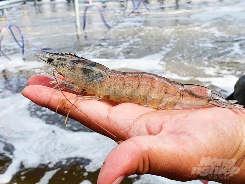 VietShrimp 2025 will be held from March 26 to 28, 2025, in Can Tho City. Photo: Le Hoang Vu.