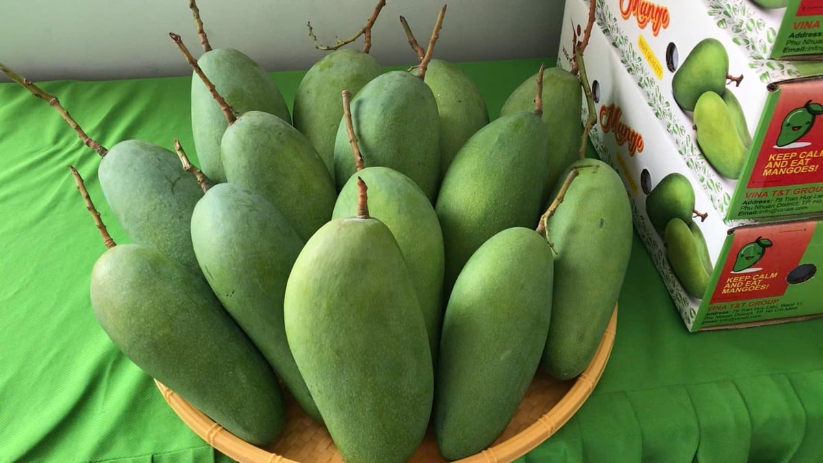 Tien Giang green elephant mangoes are exported to the U.S. and Australia for the first time. Photo: Minh Dam.