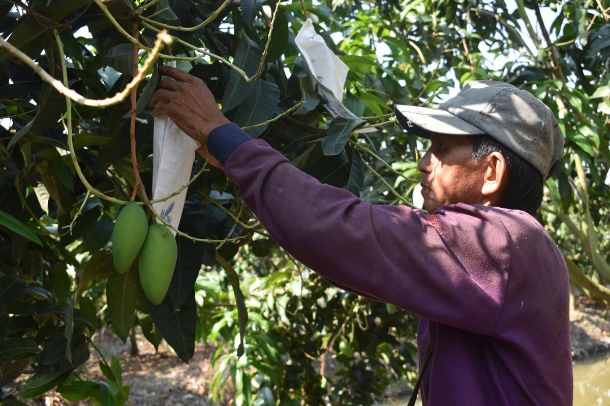 Farmers cover mangoes to prevent pests from attacking the fruits, limiting the use of pesticides. Photo: Minh Dam. 