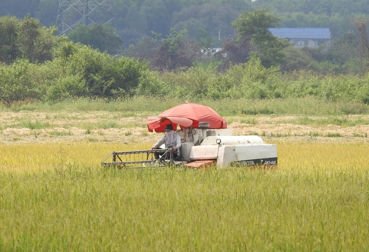 Long An farmers harvest rice. Photo: Son Trang.