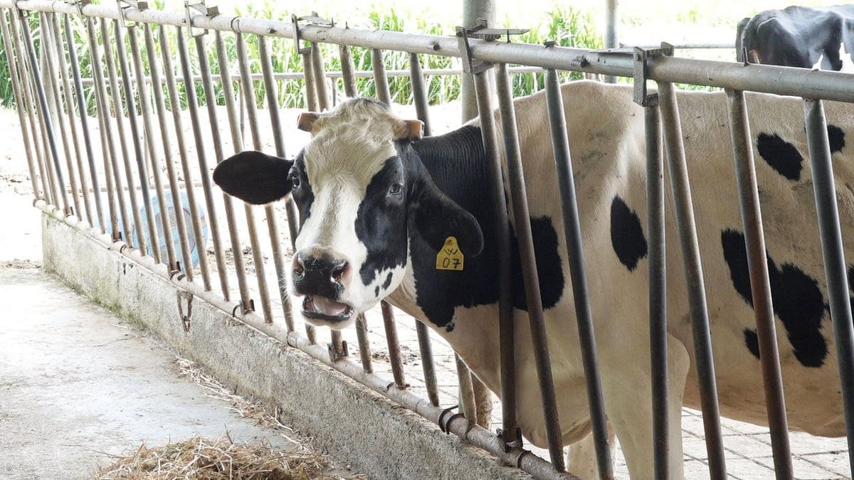 The dairy herds in Lam Dong have recovered, developed well and had a stable milk output. Photo: PC.