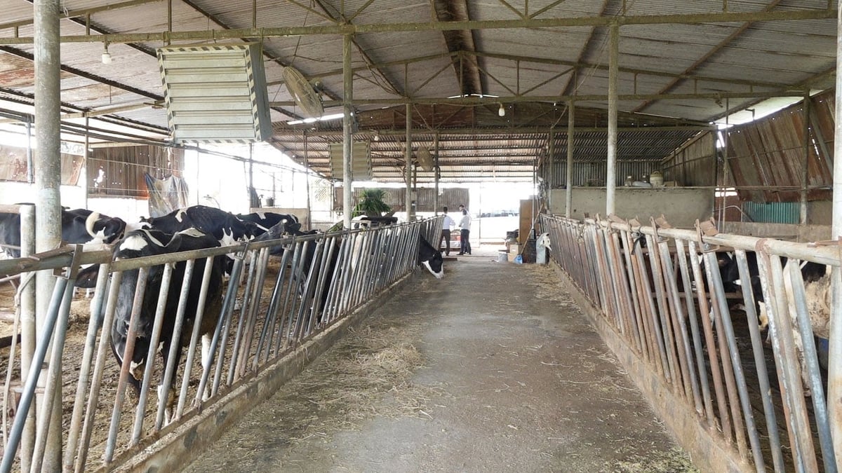 Lam Dong provincial authorities recommend that people buy dairy cows from reputable establishments to restore their herds. Photo: PC.